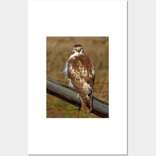 Red-tailed Hawk on fence Wall Art by Jim Cumming
